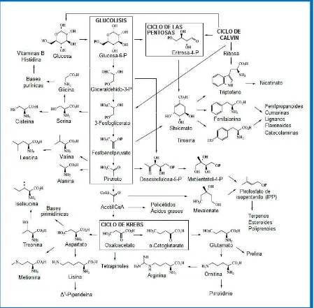 Figura 1.  Rutas biosintéticas de los metabolitos secundarios 