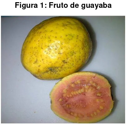 Figura 1: Fruto de guayaba 