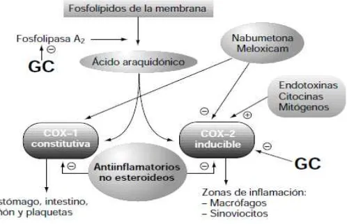 Figura 3: Mecanismos iniciales de la inflamación   