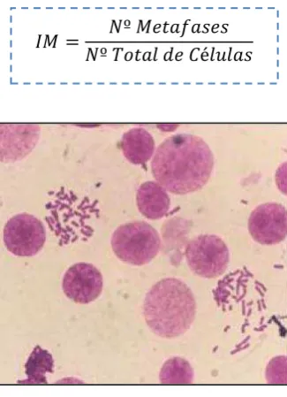 Figura 8. Células en división y células en interfase. Vistas en microscopio óptico (Zeizz)