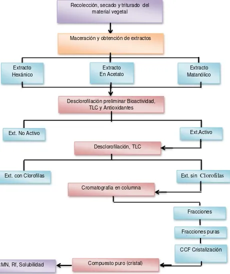 Figura 3. Pasos para  Fraccionamiento y  aislamiento de los principios activos de  Iresine herbstii  