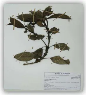 Figura 1. Muestra Botánica de                                    Fuente:Hedyosmum strigosum  Herbario UTPL 