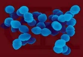 Figura 5. Enterococcus faecalis         Fuente:  Quiñones, 2010 