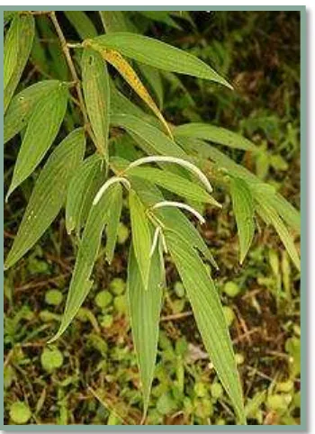 Figura 4. Planta de Piper lineatum 