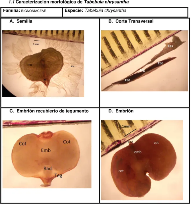 Figura  1.  Morfología  externa  e  interna  de  T.  chrysantha.  A.  Semilla;  ala,  (tes=  testa),  (hil=hilio)