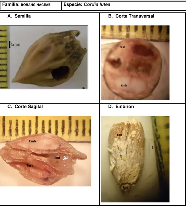 Figura  3.Morfología  externa  e  interna  de  C.lutea.  A.  Semilla  (tes=  testa)  B