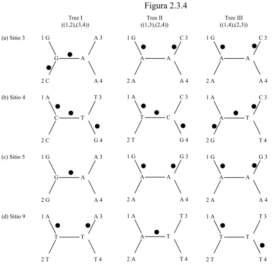 Figura 2.3.4  Tree II  ((1,3),(2,4)) Tree III  ((1,4),(2,3)) Tree I ((1,2),(3,4))  1 G C 3 (a) Sitio 3 1 G A 3 1 GC 3 A A  2 A A 4 T 3  T T 1 AA 4 2 AG 3 A A 1 GT 4 2 GC 3 T A 1 AA 4 2 AA A T 3T A 1 AA 42 AG 3A A 1 GG 42 TC 3T C 1 AA 3 T T 1 A A 4 2 G A 3 
