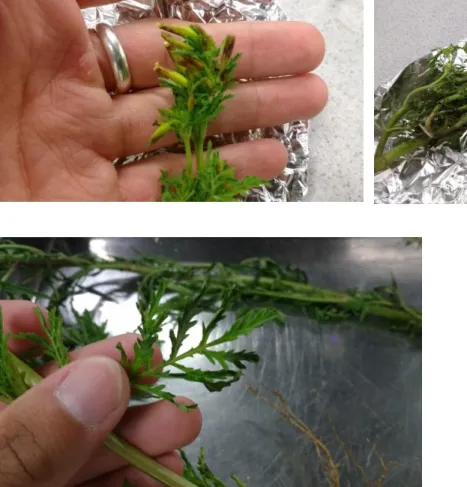Figura 1. Chijchipa (Tagetes mandonii) 