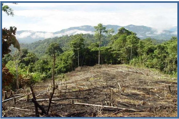 Figura 4: Deforestación en la Provincia de Zamora Chinchipe 