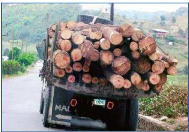Figura 6: Extracción de madera proveniente de Bosques Naturales 