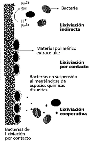 Figura 1.  Diferentes tipos de lixiviación según (Tributsch, 2001). 