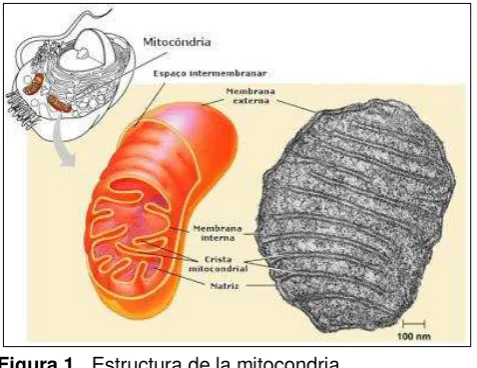 Figura 1.  Estructura de la mitocondria 