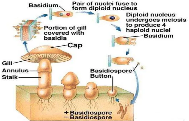 Figura 4. Ciclo de vida de basidiomicetos Formación de basidioesporas y ciclo biológico de basidiomicetos