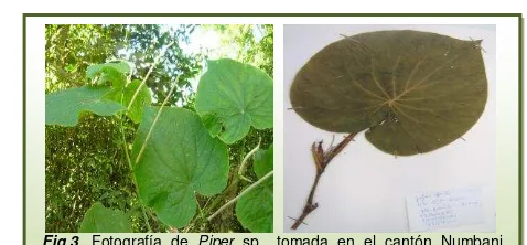 Fig.3. Fotografía de Piper sp., tomada en el cantón Numbani Provincia de Zamora (izquierda) y Piper sp., tomada en el Herbario de la  UTPL- PPN (derecha)