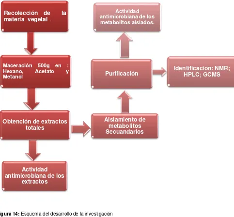 Figura 14: Esquema del desarrollo de la investigación Fuente: La autora, 2015.  