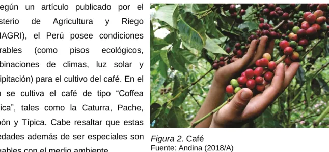 Figura 2. Café 