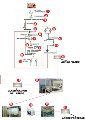 Figura 5: Procedimiento en el proceso de arroz 