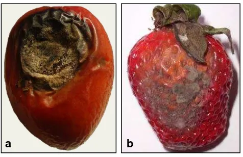 Figura 2.Sintomas de enfermedad sobre tejido vegetal. Colletotrichum acutatum a.   b. Botrytis cinerea