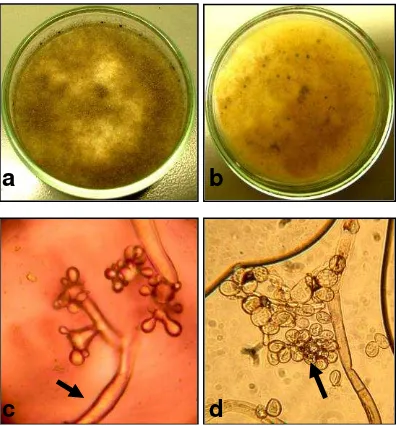 Fig.4. Estructura morfológica de Botrytis cinereaConidios. Micelio. a.  anverso b. Micelio reverso c