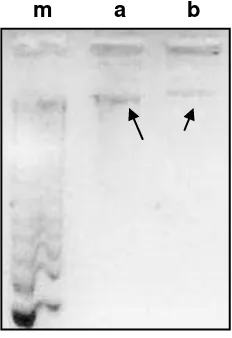 Fig.5. Bandas de ADN de hongos patógenos m. b. marcador molecular 1000pb a. Colletotrichum acutatum Botrytis cinerea  Fuente: Autora 
