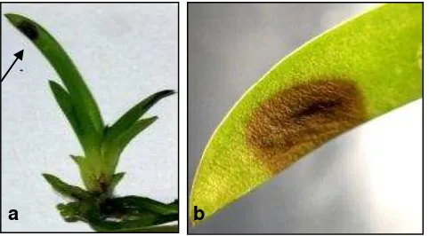 Fig.7. a. Vista general de Cattleya maxima inoculada con C. acutatum  b. ápice con sintomas de la enfermedad  Fuente: Autora 