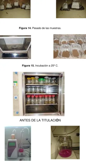 Figura 15. Incubación a 25º C.