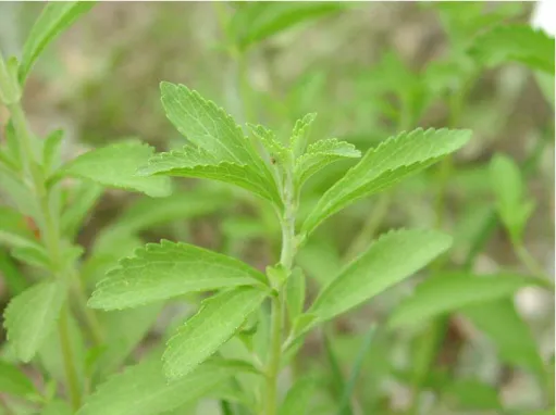 Foto Nº 1.1  Planta de Stevia 