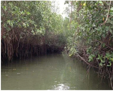 Figura 4. Estero Las Huacas 