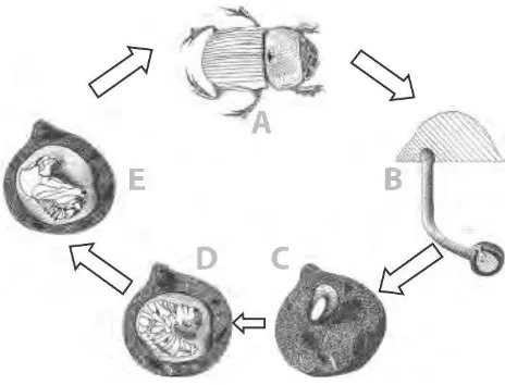 Figura 2. Metamorfosis de un escarabajo