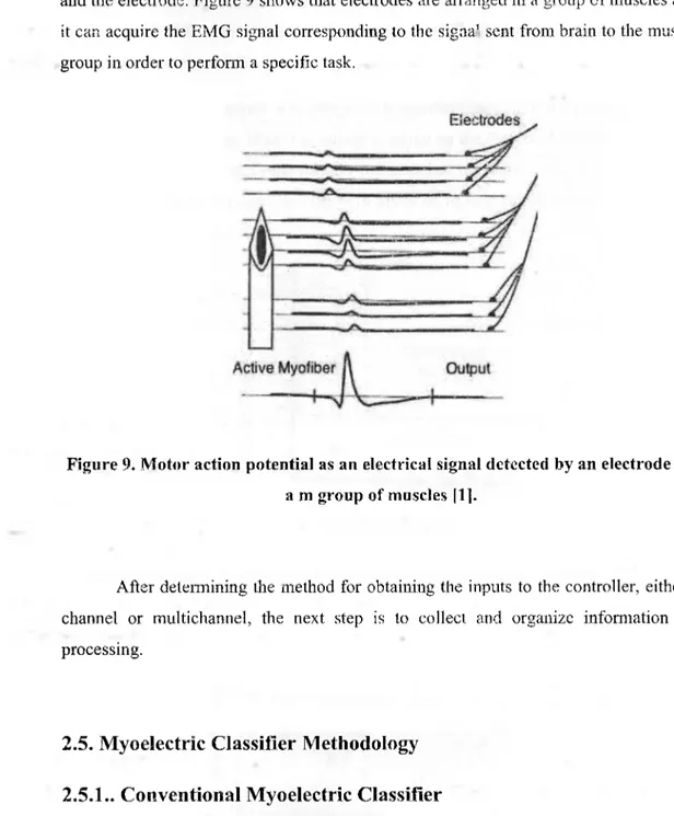 Figure 9. Motor action potential as an electrical signal detected by an electrode on  a m group of muscles [1]