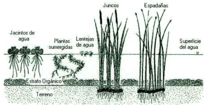 Figura 1 - Plantas acuáticas comunes