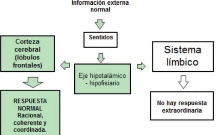 Figura  3. Flujo de Información y reacción del cerebro humano en situaciones normales