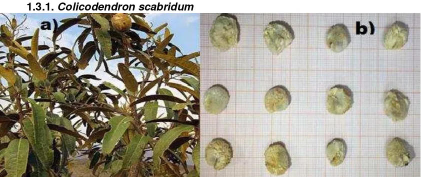 Figura 2. a) Árbol perennifolio de 12 m de altura. b) Semillas de Colicodendron scabridum 