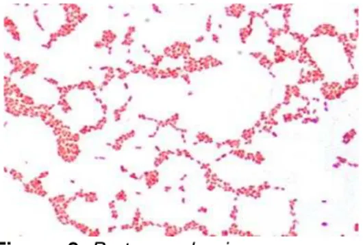 Figura  8. Proteus vulgaris . 