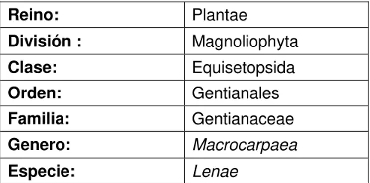 Tabla 2. Clasificación taxonómica de Macrocarpaea lenae 