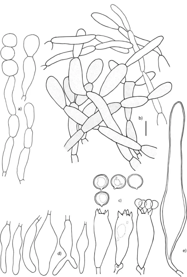 Figura  3.  Micromorfología  de  Oudemansiella  platensis.  a)  Hifas  y  policistodermio  de  los  parches  del  píleo