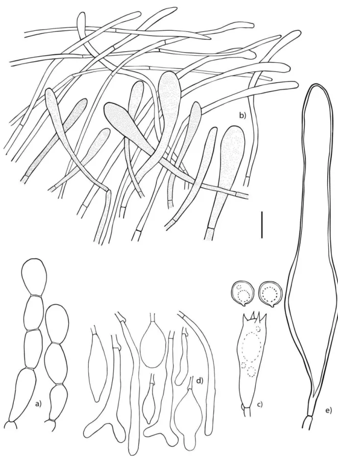 Figura  5.  Micromorfología  de  Oudemansiella  aff.  canarii.  a)  Células  moniliformes  de  los  parches  del  píleo