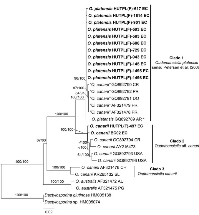 Figura  7.  Árbol  filogenético  de  la  región  ITS-5.8S  de  ADNrn.  Las  secuencias  generadas  en  este  trabajo  se  encuentran resaltadas en negrita