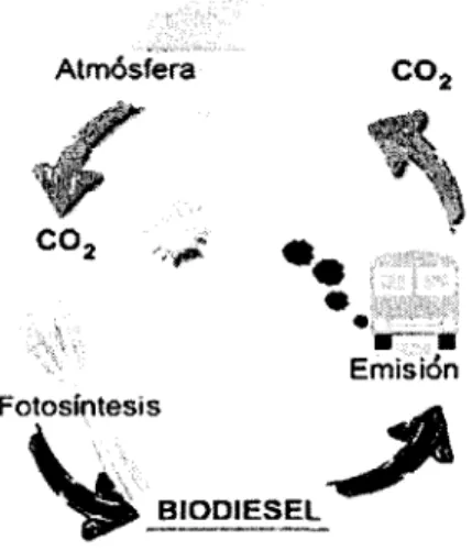 Figura 1.2. CO 2  en la utilización del biodiesel.