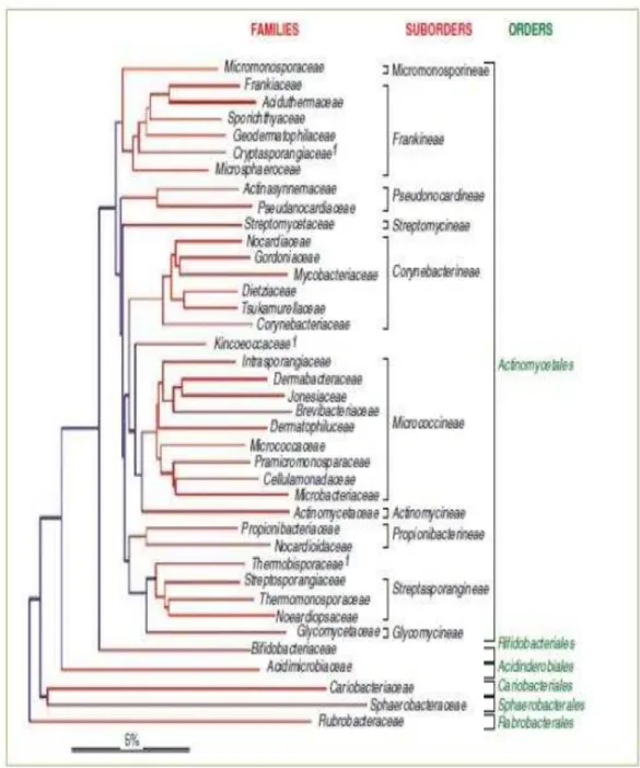 Figura  3.  Relaciones  taxonómicas  y  filogenéticas  de  la  clase  Actinobacteria,  basadas  en  el 