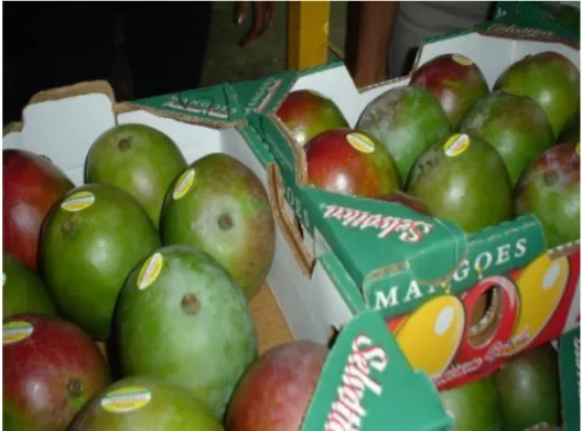 Figura 11. Cajas de mangos 