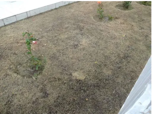 Figura 7. Zona del parque “Las Rosas” en mal estado