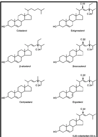 Figura N° 16. Estructura de compuestos terpenicos.    Fuente.  (Olga de Ugaz, 2002) 