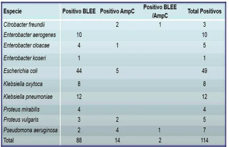 Tabla 3: Cepas bacterianas identificadas 