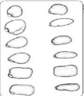 Figura 3: Formas del grano de lupino