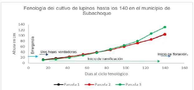 Figura 8: etapas fenológicas del lupino en el municipio de Subachoque Cundinamarca. 