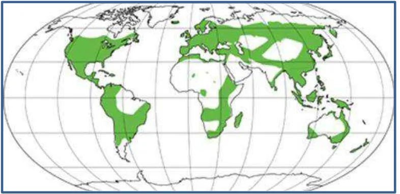 Figura 1 . Distribución mundial de la familia Hypericaeae (color verde indica ubicación de la familia Hypericaeae )  Fuente: (Bonifacino & Rossado, 2015)