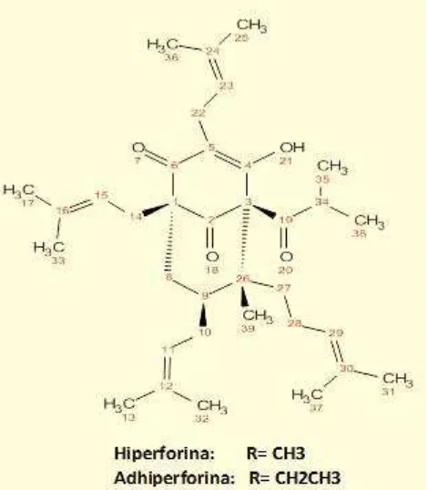 Figura 4. Floroglucinoles Hiperforina y Adhiperforina. Fuente: (Plazas, 2012).   