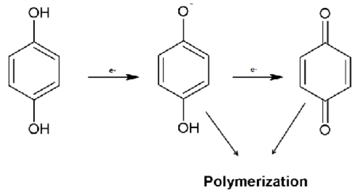 Figure 3. The typical laccase reaction, where a diphenol undergoes a one-electron oxidation to form an  oxygen-centered free radical (Thurston, 1994)