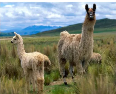 Figura 8. Llamas 